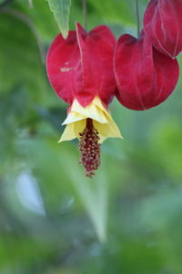 Close-up of red flowering plant