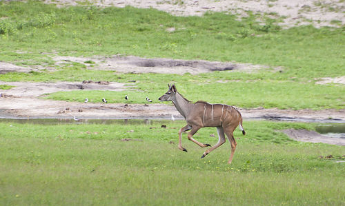 Side view of a horse on field