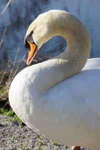 Close-up of swan on lake