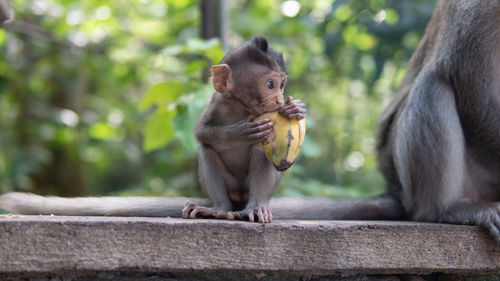 Monkey sitting on wood