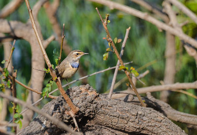 Close-up of bird perching on tree