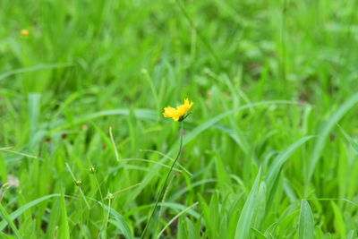 Close-up of yellow flower blooming on field