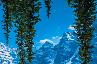 Low angle view of pine trees against blue sky