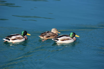 High angle view of ducks swimming in lake