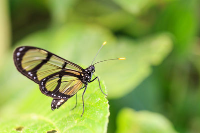 Close-up of insect on plant