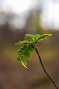 Close-up of green leaves