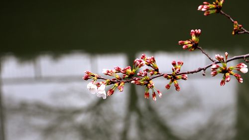 Close-up of fresh flowers blooming on tree