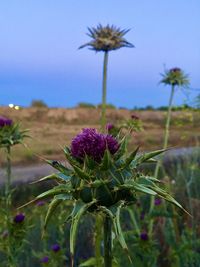 Close-up of thistle flower on field against sky