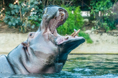 Hippo at the berlin zoo