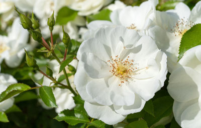 Close-up of white flowering plants