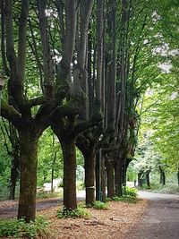 Trees in forest