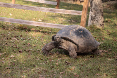 Aldabra giant tortoise aldabrachelys gigantean is a large reptile from the islands of aldabra atoll