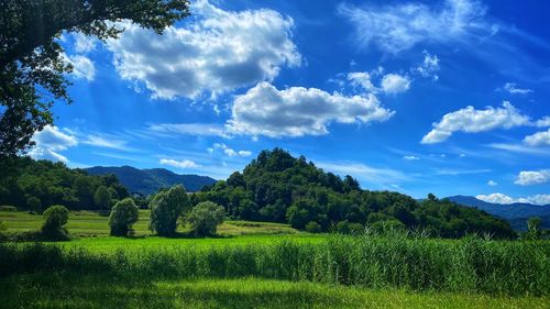 Scenic view of trees on field against sky