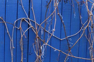 Close-up of plants against blue fence during winter