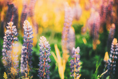 Close-up of purple flowering plants on field