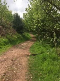 Dirt road amidst trees against sky