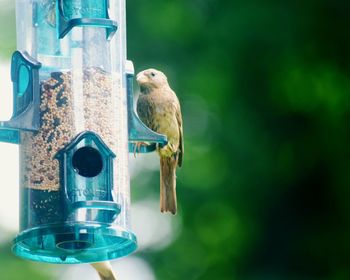 Close-up of bird perching on birdhouse