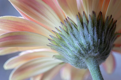 Close-up of flower