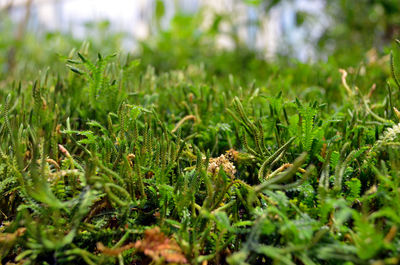 Close-up of fresh green field