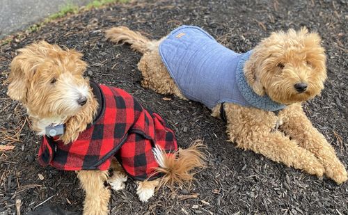 Dogs dressed for winter morning walk