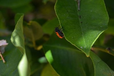 Close-up of insect on leaf