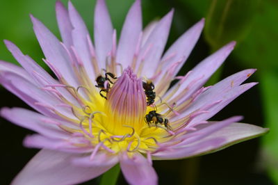 Close-up of bee pollinating on purple flower