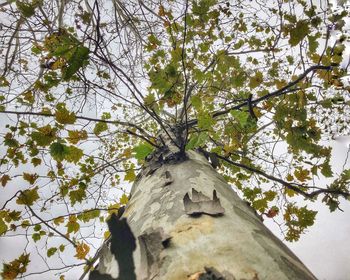 Low angle view of tree against sky