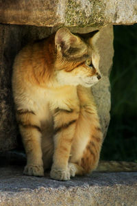 Close-up of cat sitting outdoors