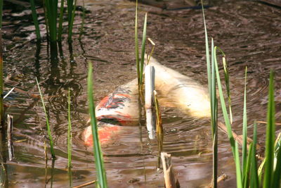 Close-up of fish swimming in water