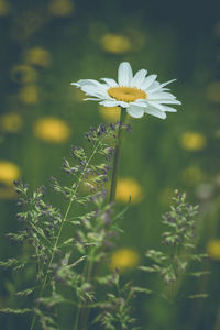 Close-up of white flowers blooming outdoors