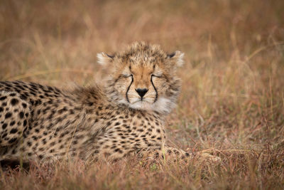 Cheetah cub with closed eyes sitting in forest