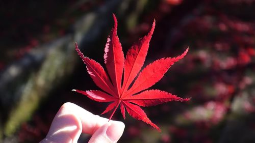 Close-up of hand holding maple leaves