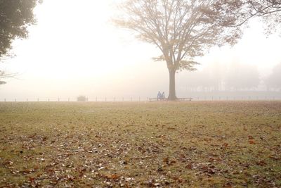 Trees at beach during sunset