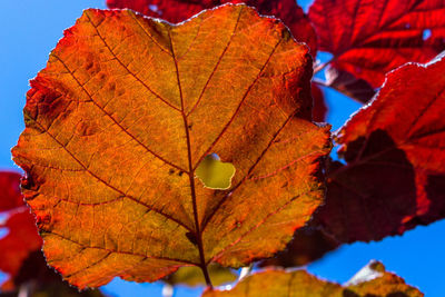 Close-up of dry maple leaves during autumn