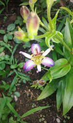 Close-up of purple flowers