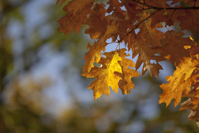 Low angle view of yellow maple tree