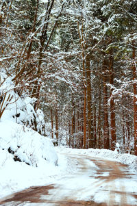 Snow covered trees in winter