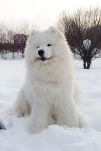 White dog on snow covered land