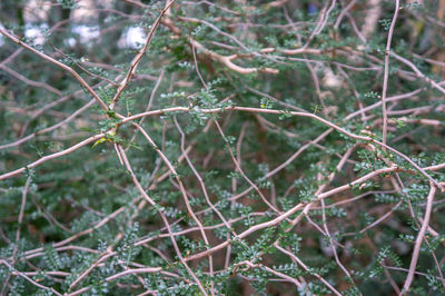 Full frame shot of bare tree during winter