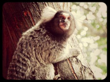 Monkey sitting on tree stump