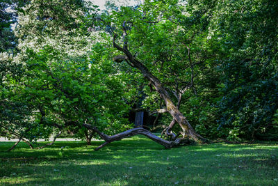 Trees in grass