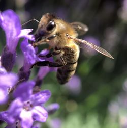 Close-up of bee pollinating on purple flower