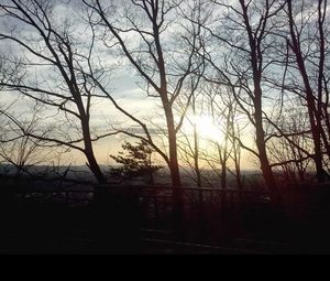 Silhouette of trees at sunset