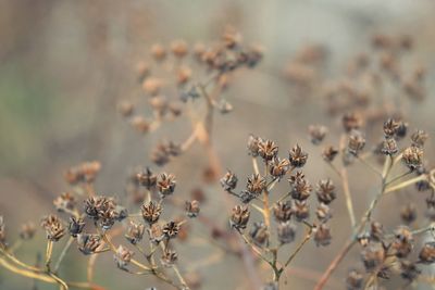 Close-up of wilted plant