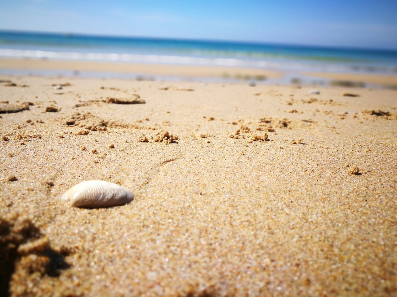 beach, land, sea, sand, water, horizon, horizon over water, beauty in nature, sky, nature, tranquility, scenics - nature, shell, day, no people, tranquil scene, selective focus, outdoors, sunlight, surface level