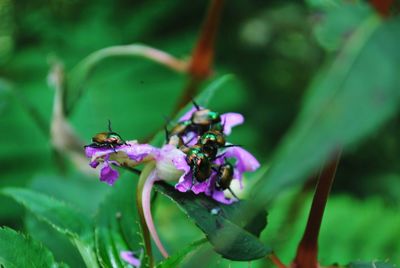 Close-up of insect on purple flower