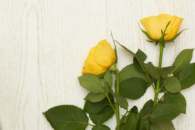 Close-up of yellow flowering plant on table