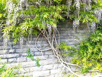 Ivy growing on brick wall