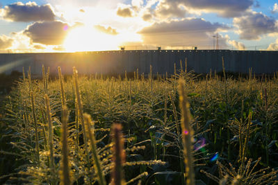 Scenic view of field against sky during sunset