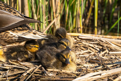Close up low level water view of duckling mallard chicks chick on nest in reeds